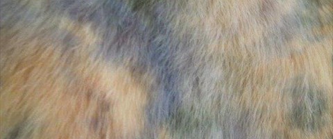 collection 10 Stampe fantasia 277