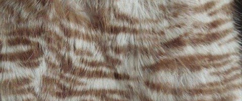collection 10 Stampe fantasia 285