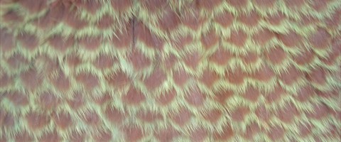 collection 12 Traforazione tricot a V 14 mm cut 3