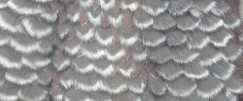 collection 12 Traforazione tricot a V 14 mm cut 7