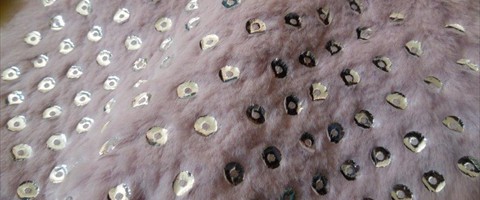 collection 8 Paillettes 301